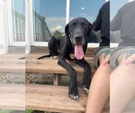 Small Great Dane
