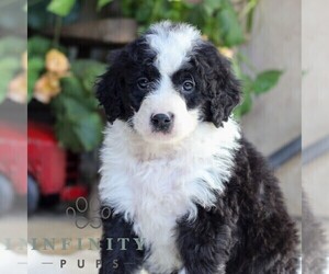 Bernedoodle (Miniature) Puppy for sale in EAST EARL, PA, USA