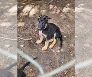 German Shepherd Dog Puppy for Sale in DALZELL, South Carolina USA