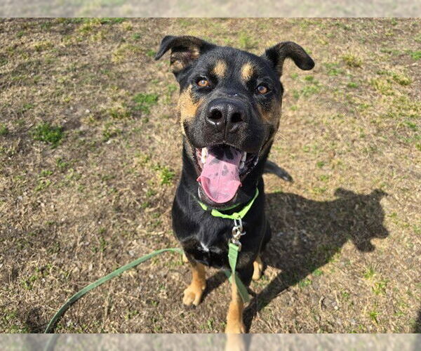 Medium Photo #2 Shepweiller Puppy For Sale in Ocala, FL, USA