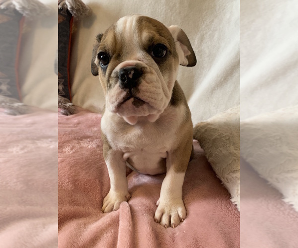 Medium Photo #9 English Bulldog Puppy For Sale in CHARLESTON, SC, USA