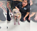 Small #4 American Pit Bull Terrier Mix
