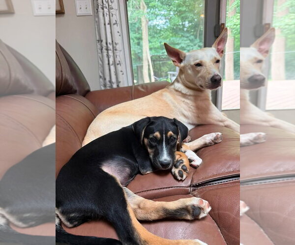 Medium Photo #2 Aussiedor Puppy For Sale in Germantown, OH, USA