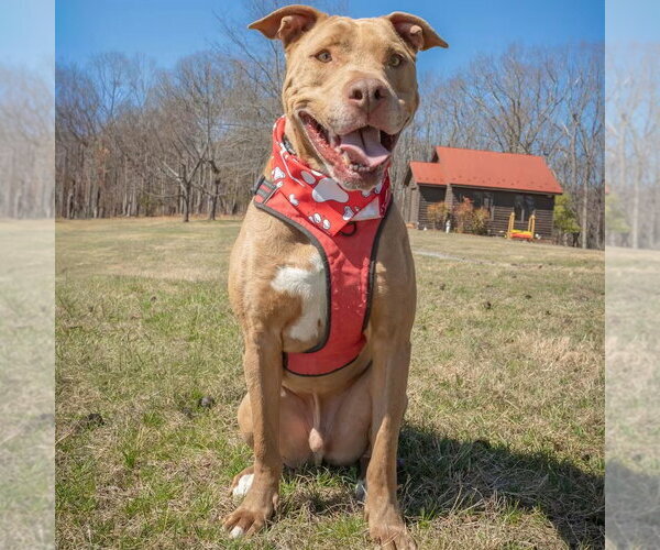 Medium Photo #2 Mutt Puppy For Sale in Monterey, VA, USA