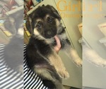Small Photo #8 German Shepherd Dog Puppy For Sale in CLAREMONT, NC, USA