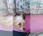 Small #1 Mutt