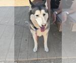 Small #1 Huskies  Mix