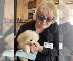 Small Photo #2 Maremma Sheepdog Puppy For Sale in THORN HILL, TN, USA