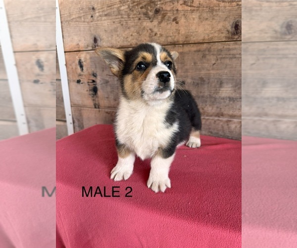 Medium Photo #6 Pembroke Welsh Corgi Puppy For Sale in VERMONTVILLE, MI, USA