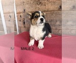 Small #5 Pembroke Welsh Corgi