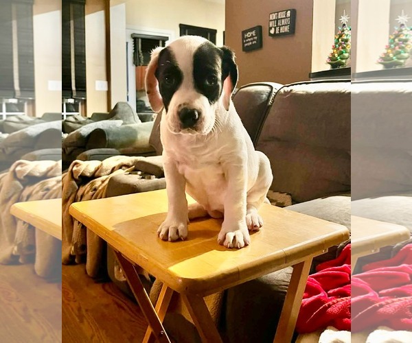 Medium Photo #1 Mutt Puppy For Sale in Germantown, OH, USA