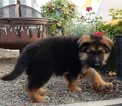 Small Photo #23 German Shepherd Dog Puppy For Sale in FOREST GROVE, OR, USA