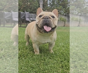 French Bulldog Puppy for sale in SANTA MARIA, CA, USA