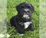 Small #2 Morkie