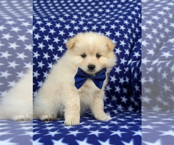 Medium Photo #1 Pomeranian Puppy For Sale in CHRISTIANA, PA, USA