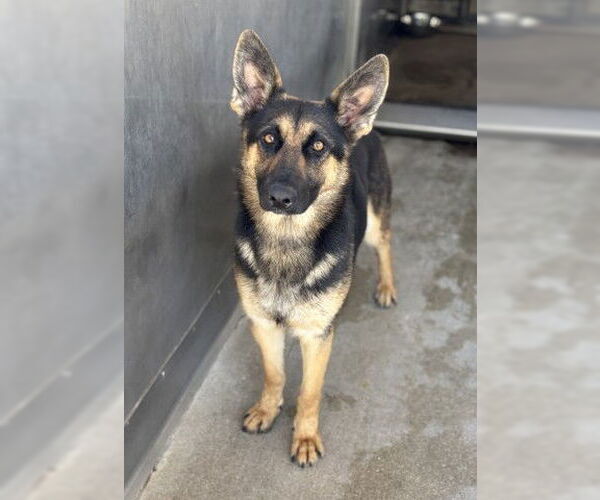 Medium Photo #1 German Shepherd Dog Puppy For Sale in San Bernardino, CA, USA