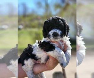 Poodle (Miniature)-Springerdoodle Mix Puppy for Sale in STRUM, Wisconsin USA