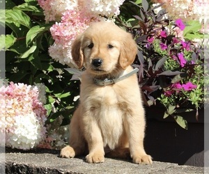 Golden Retriever Puppy for sale in HOLMESVILLE, OH, USA