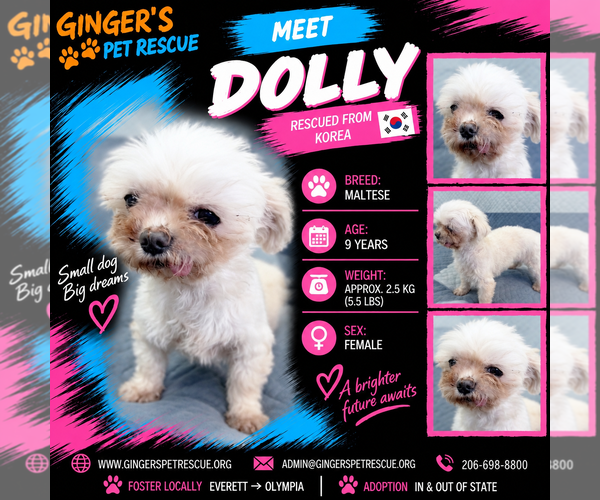 Medium Photo #1 Maltese Puppy For Sale in Seattle, WA, USA