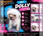 Dolly From Korea - Female Maltese Dog for Adoption - Small photo