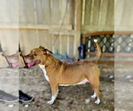 Small #5 American Staffordshire Terrier Mix