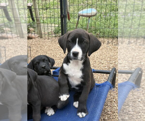 Medium Photo #1 Boxador Puppy For Sale in Bolivar, MO, USA
