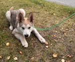 Litter of 10 - Male(s) and Female(s) Alaskan Malamute-German Shepherd Dog MixLitter of Puppies for Sale - Photo #5