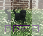 Small Photo #2 Double Doodle Puppy For Sale in PEACHTREE CITY, GA, USA