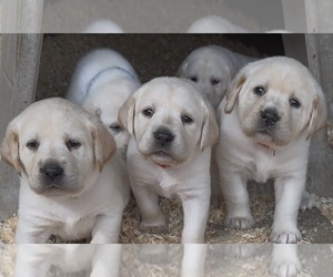 Labrador Retriever Puppy for Sale in ALL HEALING SPRINGS, North Carolina USA