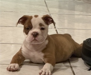 Olde English Bulldogge Puppy for sale in HAMMOND, IN, USA