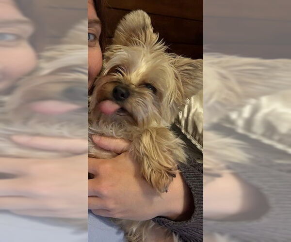 Medium Photo #3 Mutt Puppy For Sale in Chandler, AZ, USA