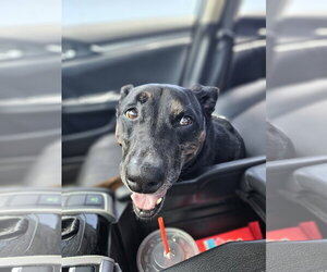 Stella FKA Judie - TRAINING CAMP - Female Mutt Dog for Adoption - Photo #14
