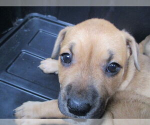 Black Mouth Cur Dogs for adoption in Ocala, FL, USA