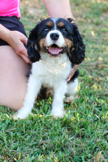 Father of the Cavalier King Charles Spaniel puppies born on 08/20/2018