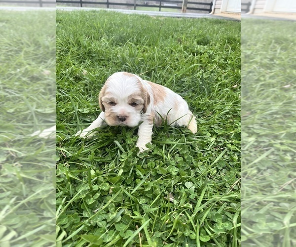 Medium Photo #2 Cocker Spaniel Puppy For Sale in TRINITY, NC, USA