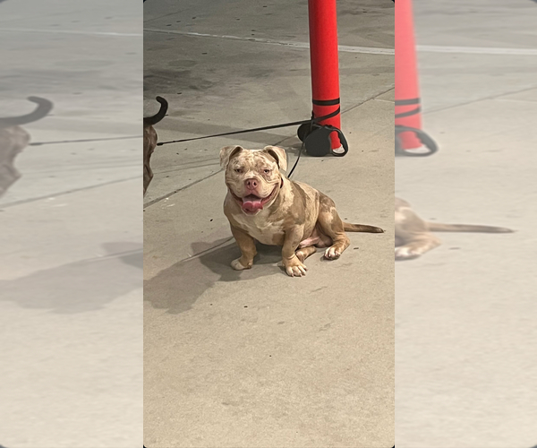 Medium Photo #1 American Bully Puppy For Sale in WINSTON SALEM, NC, USA