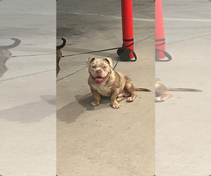 Father of the American Bully puppies born on 05/23/2026
