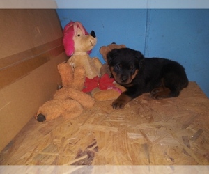 Rottweiler Puppy for sale in SAINT LOUIS, MO, USA