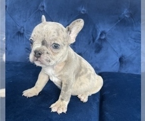 French Bulldog Puppy for sale in SCOTTSDALE, AZ, USA