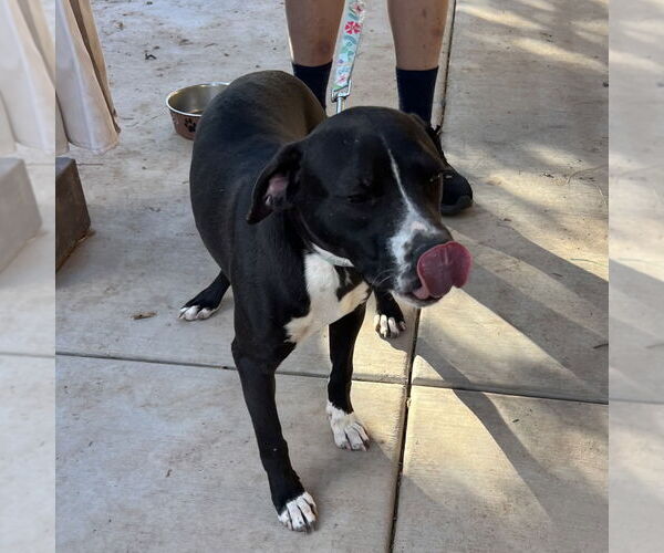 Medium Photo #3 Labrador Retriever-Unknown Mix Puppy For Sale in Oceanside, CA, USA
