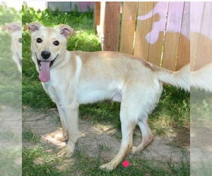 Labrador Retriever-Unknown Mix Dogs for adoption in Salt Lake City, UT, USA