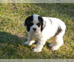 Small Photo #1 Cocker Spaniel Puppy For Sale in BEECH ISLAND, SC, USA