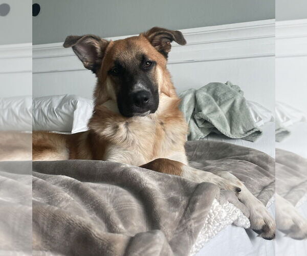 Medium Photo #1 Great Pyrenees-Unknown Mix Puppy For Sale in OKLAHOMA CITY, OK, USA