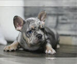 Puppy Mac French Bulldog