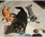 Small Photo #2 Shiba Inu Puppy For Sale in FAIRVIEW HEIGHTS, IL, USA