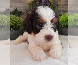Cavapoo Puppy for sale in CARLISLE, KY, USA