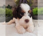 Image preview for Ad Listing. Nickname: Adeline Male