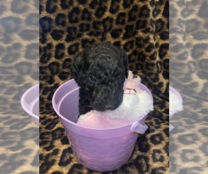 Poodle (Standard) Puppy for sale in MOUNTAIN VIEW, MO, USA
