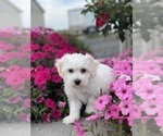 Small #2 Coton de Tulear