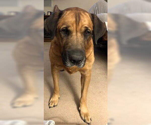 Medium Photo #3 Mastador Puppy For Sale in Chester, NJ, USA